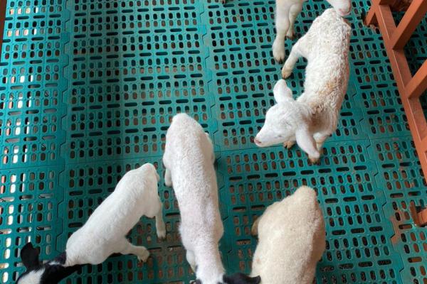 Kambing Dorper 2